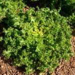 Potagères - Chicorée Frisée de Meaux - face recto